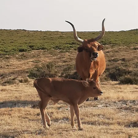 Casa Do Loureiro - Paradela (Vila Real)