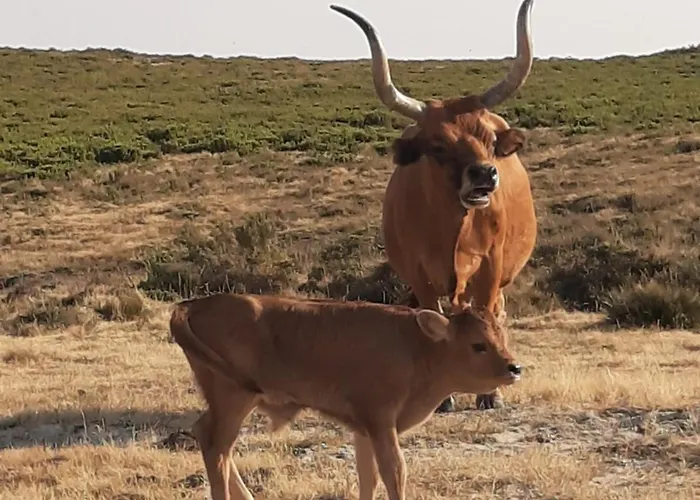 Casa Do Loureiro - Paradela (Vila Real)
